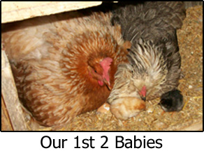 2 hens & 2 chicks