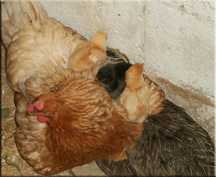 Just hatched chick