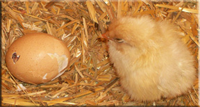 Cracked egg