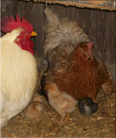 The Whole Family with Junior Sleeping under Red
