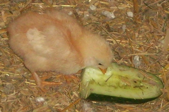 Junior eating cucumber
