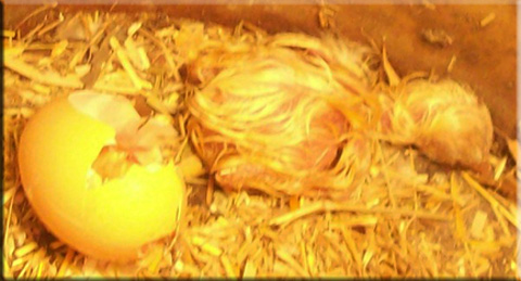 Chick just born