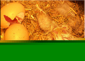 Just hatched chick