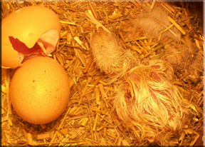 Chick just born