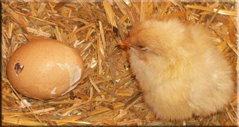 Chick just born